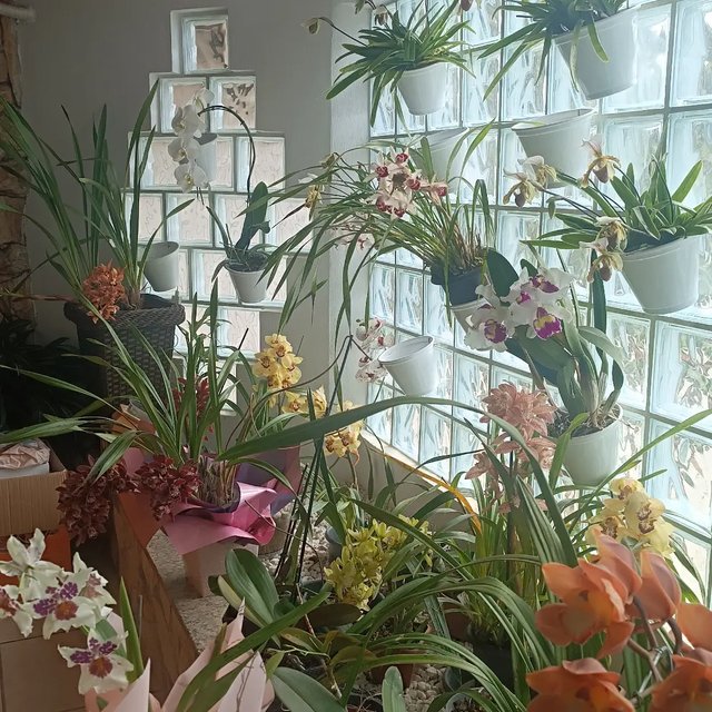 Um "mar de flores" quanta beleza!!!